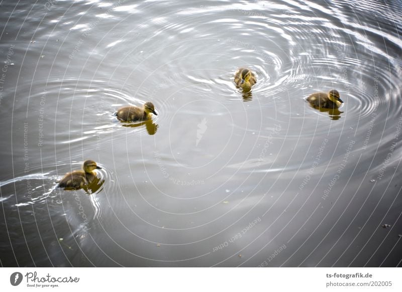 The Gang of Four Umwelt Natur Urelemente Wasser Frühling Park See Fluss Tier Wildtier Ente Stockente Küken Entenküken 4 Tiergruppe Tierjunges Neugier niedlich