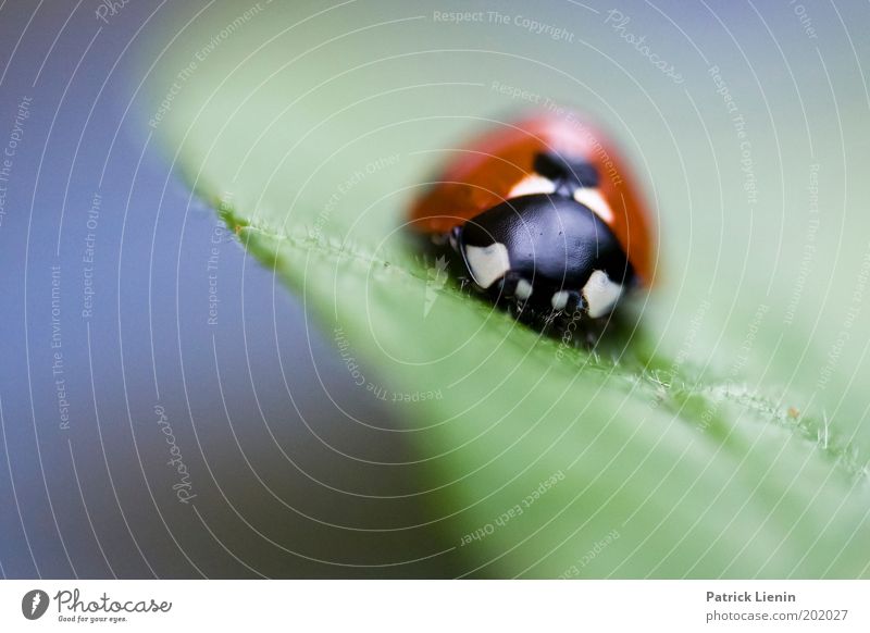 scharfer Käfer Tier sitzen Marienkäfer schwarz rot grün Punkt Blatt Natur Insekt Frühling ruhig warten nah klein schön weiß Garten Farbfoto Makroaufnahme