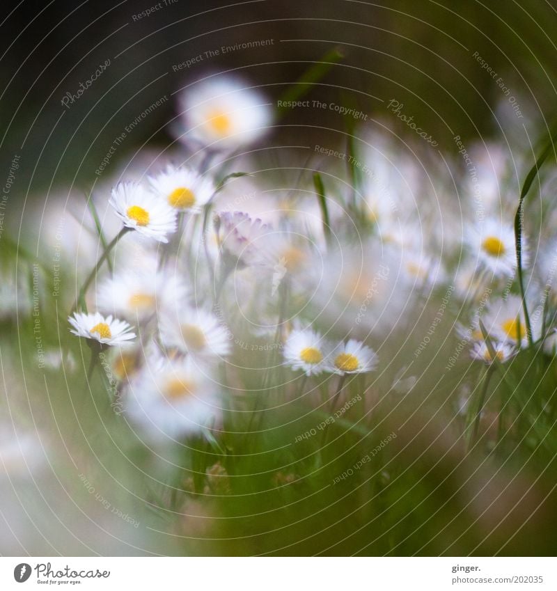 Dreaming Daisies (Happy Birthday Dorit) Umwelt Natur Pflanze Blume Gras Blüte Wiese Blühend Wachstum Korbblütengewächs Gänseblümchen weiß Unschärfe diffus klein