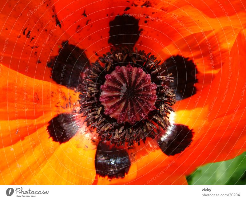 mohn Klatschmohn Mohn Blume Makroaufnahme