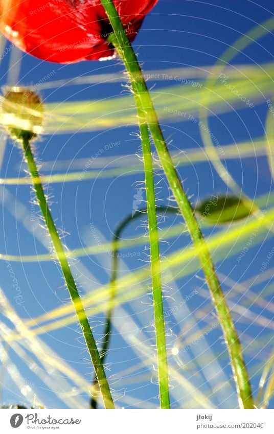 Halbmohn Natur Pflanze Himmel Wolkenloser Himmel Sommer Blume Gras Blüte Grünpflanze Wildpflanze Wiese Feld ästhetisch modern verrückt blau grün rot Farbfoto