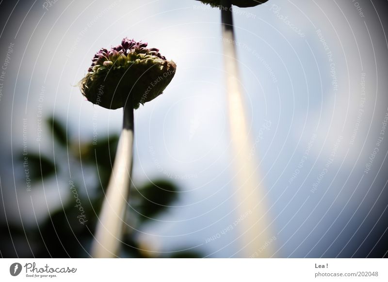 Froschperspektive Blume Blühend Duft Leben Farbfoto Außenaufnahme Tag Blütenknospen Blütenstiel Stengel aufwärts himmelwärts Wachstum