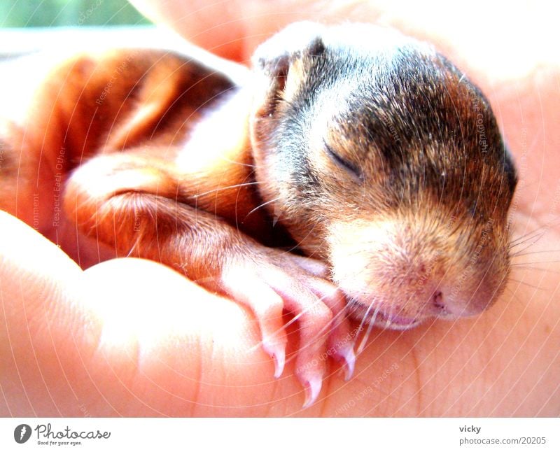 Hagen Eichhörnchen Tier Nagetiere Krallen Nest Eichhörnchenbaby Tierjunges Steinblock