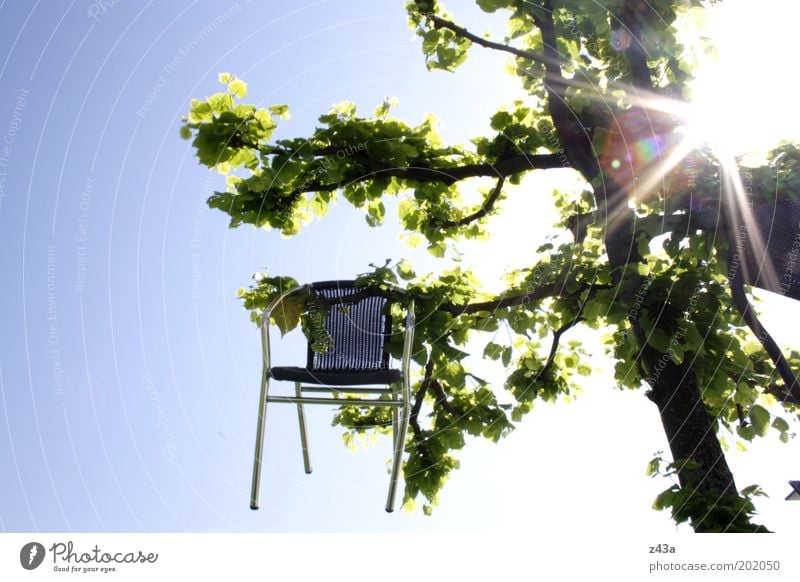 Hochsitz Umwelt Natur Himmel Wolkenloser Himmel Sonne Sonnenlicht Sommer Schönes Wetter Baum Stuhl Holz Metall außergewöhnlich Farbfoto Außenaufnahme