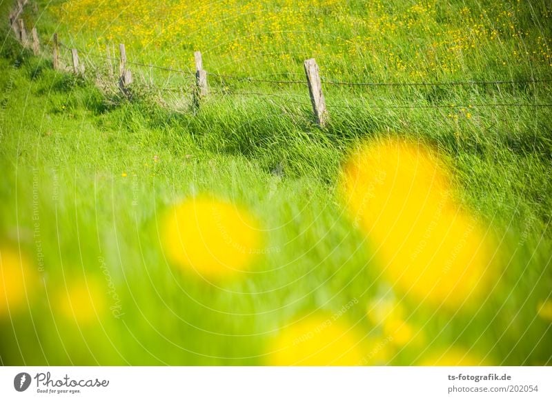 12 Blümchen für Lena Frühling Sommer Pflanze Blume Gras Grünpflanze Hahnenfuß Hahnenfußgewächse Löwenzahn Löwenzahnfeld Wiese Zaunpfahl Stacheldraht