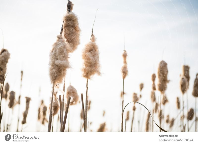 Schilfrohr Natur Pflanze Gras Frühling Blühend Samen Seeufer Zuckerwatte Fussel