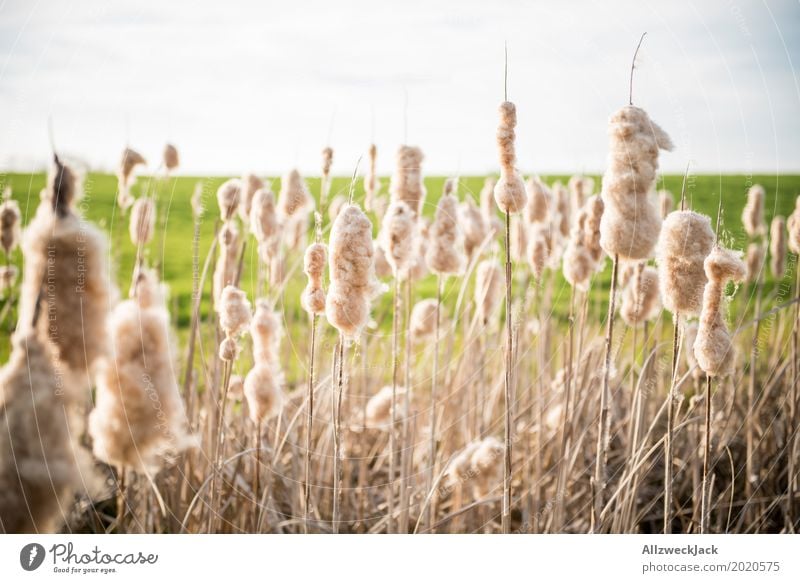 Schilfrohr 2 Seeufer Natur Gras Feld Blühend Samen Fussel Menschenleer Zuckerwatte Watte