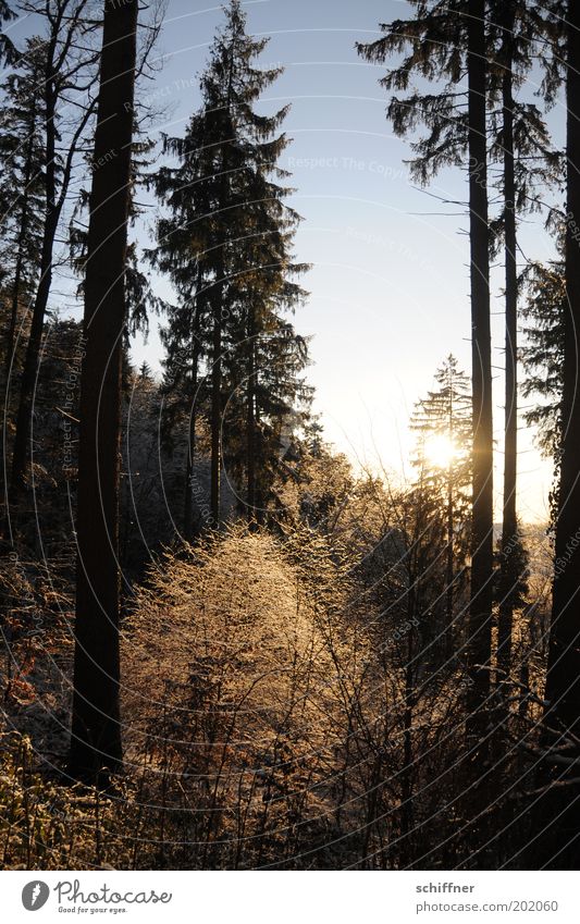 Erleuchtung Natur Landschaft Pflanze Sonne Winter Baum Sträucher Wald frieren Gefühle Umwelt Tanne Fichte leuchten Märchen Märchenwald kalt Raureif gefroren Tag