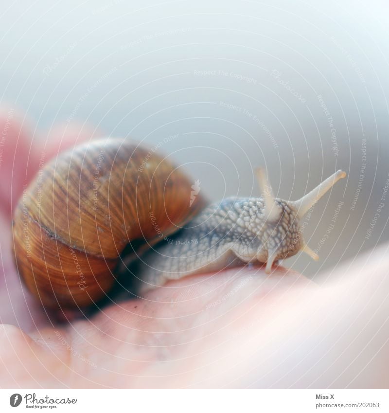 lieber eine Schnecke in der Hand als... Tier 1 Ekel schleimig Weinbergschnecken Fühler Schneckenhaus krabbeln Farbfoto Gedeckte Farben Nahaufnahme