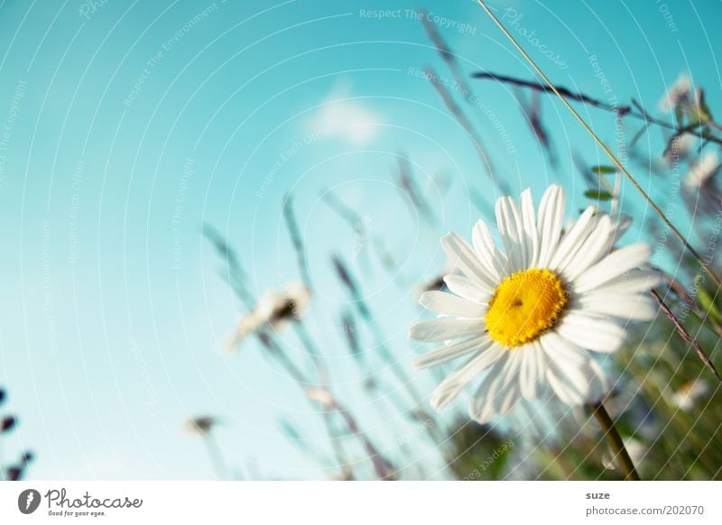 Blumenwiese Glück Leben Wohlgefühl Duft Sommer Sommerurlaub Garten Umwelt Natur Pflanze Himmel Frühling Schönes Wetter Gras Blüte Wiese Blühend Freundlichkeit