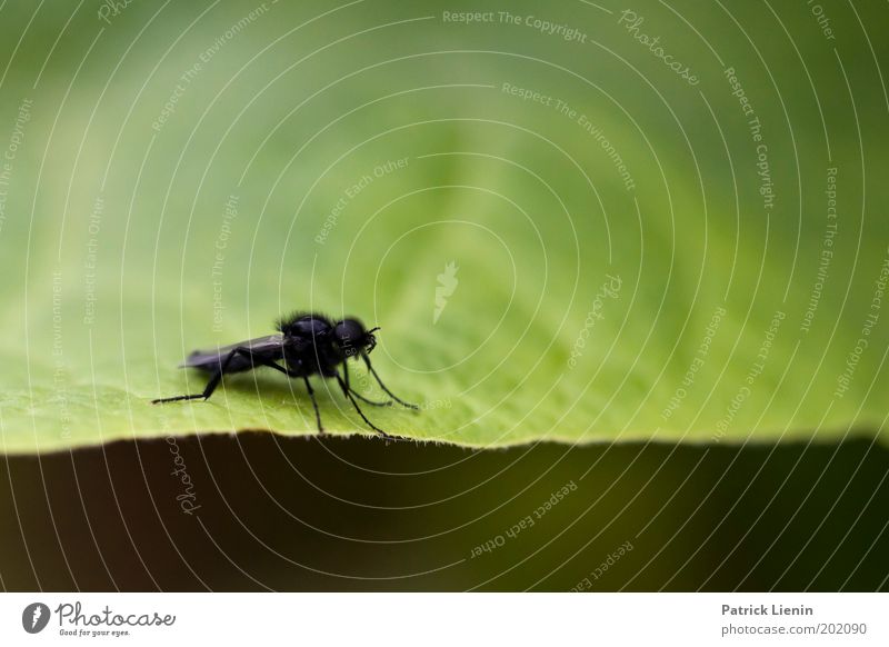 flieg los! Tier Fliege Blatt schwarz nah klein Insekt Natur Blattadern Flügel Märzhaarmücke Farbfoto Makroaufnahme Menschenleer Textfreiraum oben