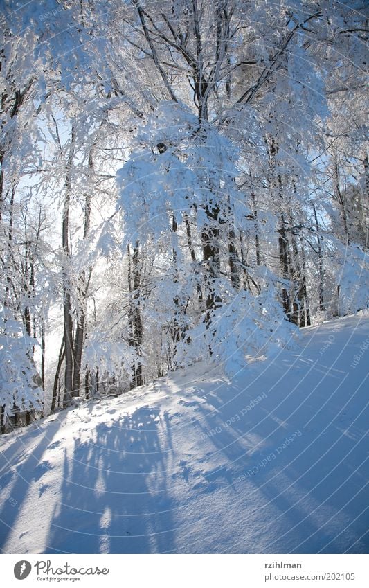 Morgensonne ruhig Sonne Winter Schnee Natur Landschaft Baum Wald träumen kalt weiß Frost Jahreszeiten Raureif Tiefschnee Schneelandschaft Winterstimmung