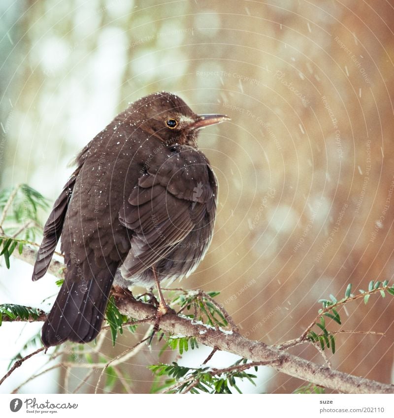 Amsel Umwelt Natur Pflanze Tier Winter Sträucher Wildtier Vogel 1 sitzen warten authentisch kalt klein natürlich niedlich braun Feder Singvögel Zweig Schnabel