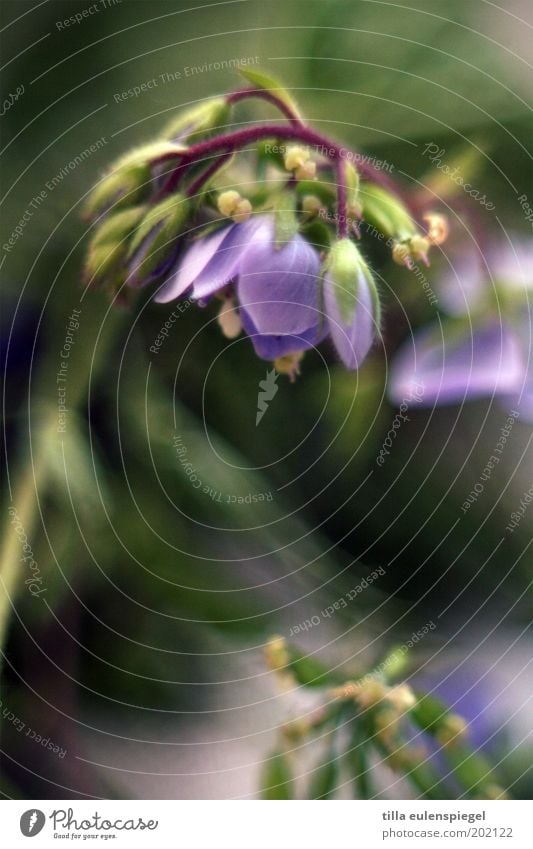 pflanzlich Natur Pflanze Frühling Sommer Blume Blüte Blühend natürlich schön wild grün violett Farbe Vergänglichkeit Vergißmeinnicht hängend Blütenknospen