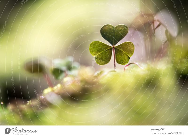 Bodennah Natur Pflanze Frühling Blatt Grünpflanze Wildpflanze Klee Kleeblatt Wald klein natürlich braun grün Waldboden Waldlichtung Waldrand Makroaufnahme