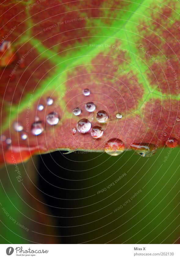 Tropfen Umwelt Natur Wassertropfen Regen Pflanze Blatt frisch klein nass Blattadern Farbfoto mehrfarbig Außenaufnahme Nahaufnahme Makroaufnahme