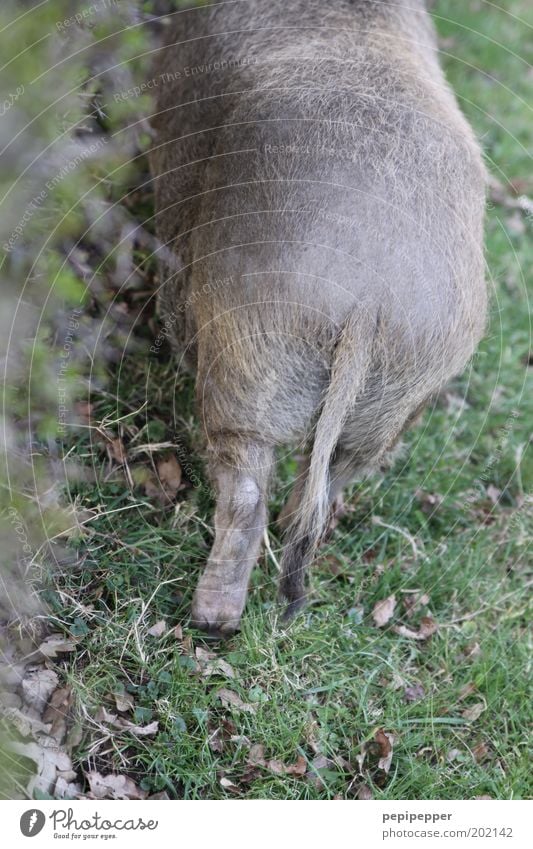 freiland frischfleisch Lebensmittel Ernährung Festessen Bioprodukte Dorf Tier Nutztier Wildtier Fell Pfote 1 wild Gedeckte Farben Außenaufnahme Menschenleer Tag