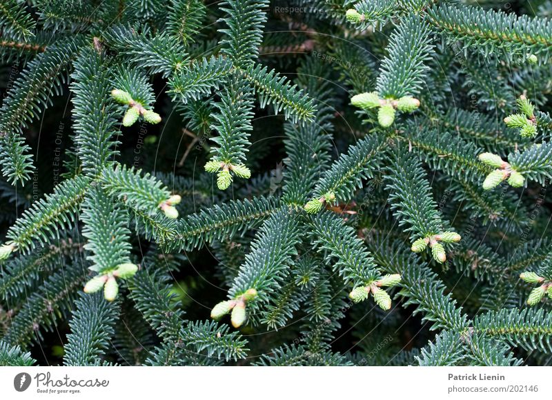 Nadeln Pflanze Wachstum Nadelbaum Konifere Baum Natur Strukturen & Formen Ast Kontrast Detailaufnahme Menschenleer Tag Außenaufnahme Irritation