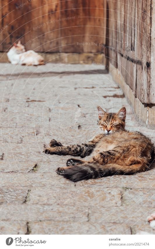 Siesta Katze genießen Mittagsschlaf Mittagspause Straßenkatze Pause Erholung Hauskatze Straßenbelag faulenzen bequem gemütlich ruhig Clique Pfote liegen