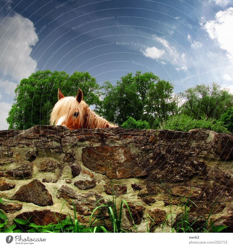 Gutn Tach Umwelt Natur Pflanze Tier Himmel Wolken Frühling Klima Wetter Schönes Wetter Wärme Baum Gras Garten Mauer Wand Nutztier Pferd 1 Stein Blick Neugier