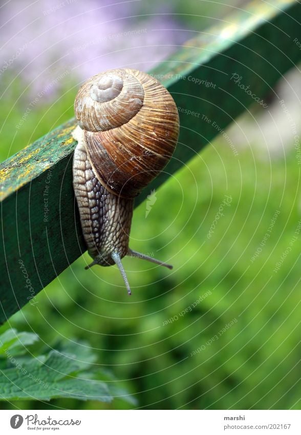 auf Abwegen Frühling Sommer Garten Wiese Tier Schnecke 1 klein grün Weinbergschnecken Weinbergschneckenhaus Schneckenhaus Pfosten Kriechspur krabbeln Fühler