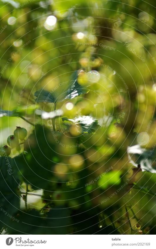 Johannisbeerensuchbild Frucht Ernährung Bioprodukte Vegetarische Ernährung Gesundheit Umwelt Natur Pflanze Frühling Sommer Sträucher Blatt Nutzpflanze Garten