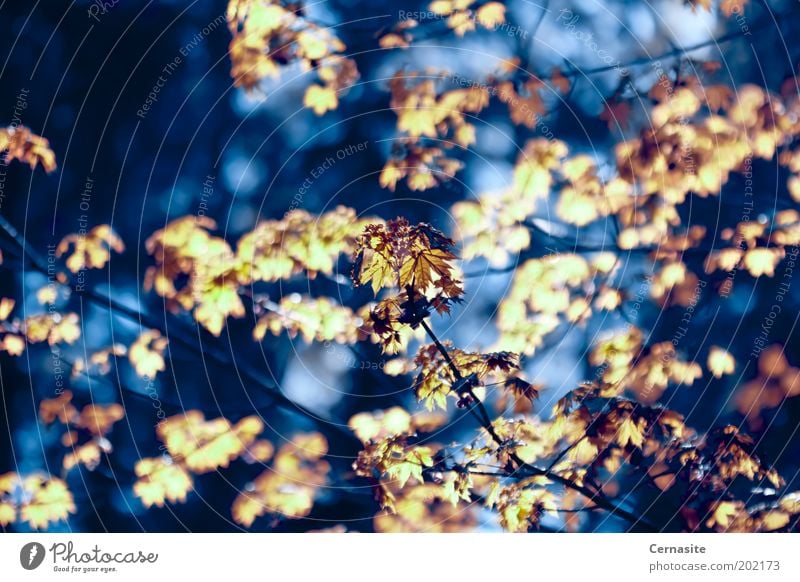 Erleuchtete Dunkelheit Umwelt Natur Landschaft Pflanze Sonnenlicht Frühling Schönes Wetter Baum Park Wiese Feld ästhetisch gruselig wild blau gelb gold Stimmung