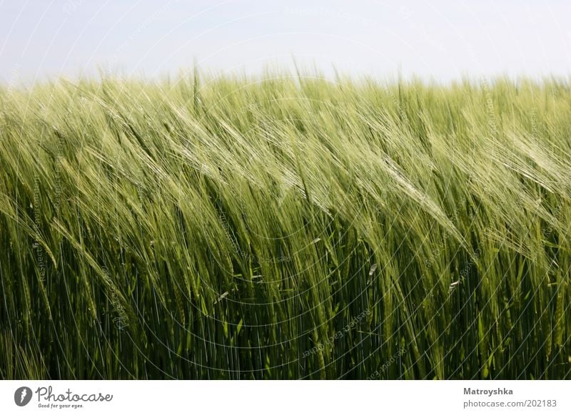 Mitgehen Natur Landschaft Himmel Frühling Wind Gerste Feld Wachstum authentisch nachhaltig grün ruhig beweglich Ernährung Farbfoto Außenaufnahme Makroaufnahme