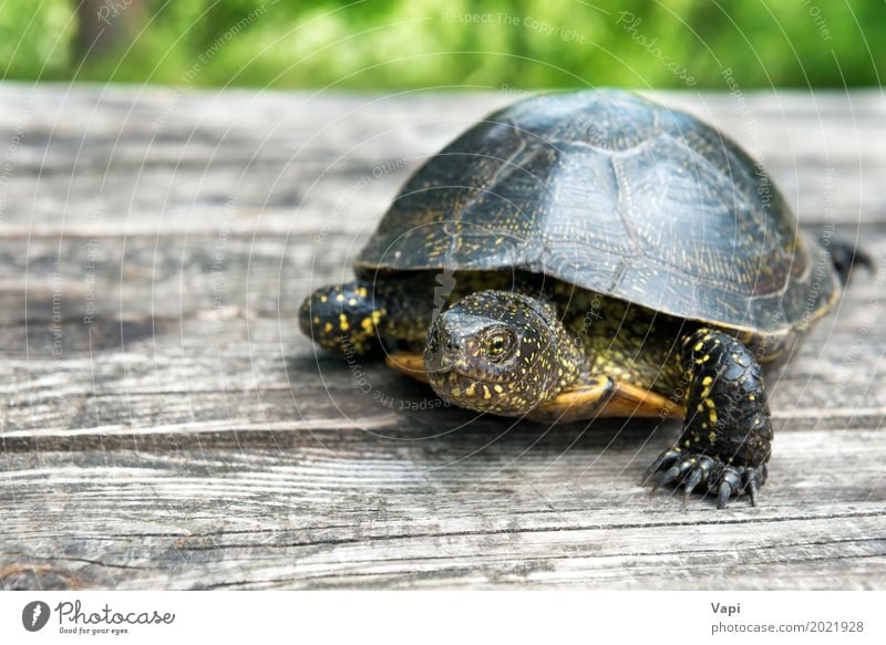 Große Schildkröte auf altem hölzernem Schreibtisch exotisch Sommer Garten Tisch Natur Tier Sonnenlicht Gras Haustier Wildtier 1 Holz krabbeln klein natürlich