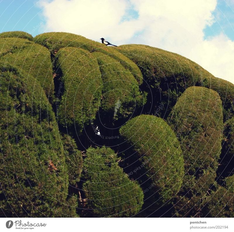 Ein kleiner Vogel sitzt auf akkurat zugeschnittenen Büschen. Natur. Park Umwelt Himmel Pflanze Baum 1 Tier blau grün Größenunterschied rund Schwanz Kunst Elster