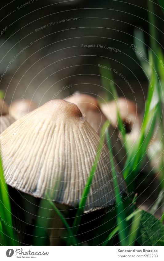 Schlumpfenschirm Natur Frühling Pflanze Gras Wiese Feld Wachstum nah natürlich rund weich braun grün schwarz entdecken Pilzhut Furche Gift essbar mehrere