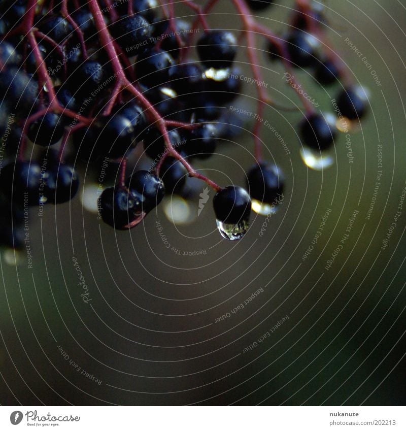 holunder im regen Natur Wassertropfen Regen Beerenfruchtstand Holunderbeeren nass saftig violett schwarz feucht Farbfoto Gedeckte Farben Außenaufnahme