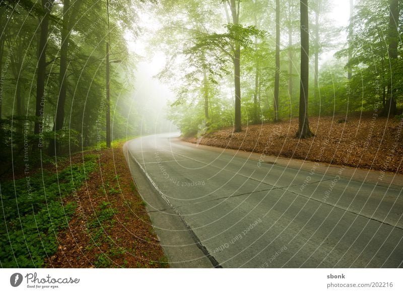 through morning szenes Umwelt Natur Landschaft Nebel Wald Verkehrswege Straße Wege & Pfade Stimmung Asphalt Landstraße Baum Farbfoto Außenaufnahme Menschenleer