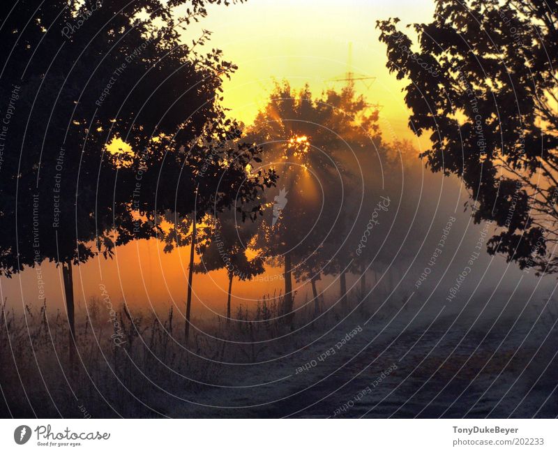 Herbstmorgen Umwelt Natur Landschaft Luft Wolkenloser Himmel Sonne Sonnenaufgang Sonnenuntergang Sonnenlicht Wetter Schönes Wetter Baum Gras Feld Menschenleer