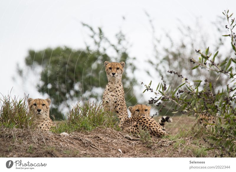 Auf der Mauer, auf der Lauer... Ferien & Urlaub & Reisen Tourismus Abenteuer Ferne Freiheit Safari Expedition Umwelt Natur Sträucher Park Wiese Tier Wildtier