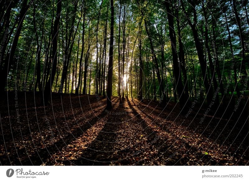 Sonnenuntergang im Wald Natur Landschaft Erde Sonnenaufgang Sonnenlicht Baum Park ästhetisch gigantisch groß Unendlichkeit hell natürlich Farbfoto mehrfarbig