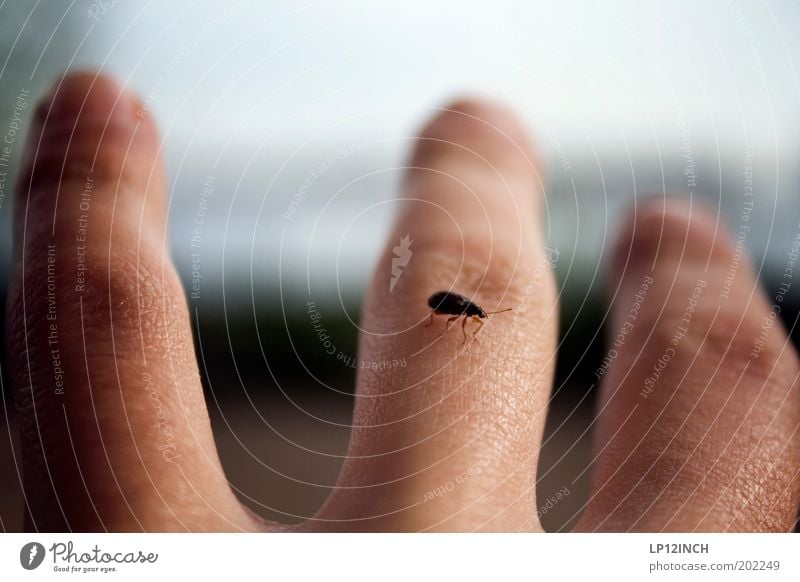 3 Finger Bug maskulin Haut Hand Natur Tier Käfer 1 krabbeln Ekel niedlich Tierliebe Neugier Angst Leichtigkeit Hautfalten Fingernagel Farbfoto Nahaufnahme