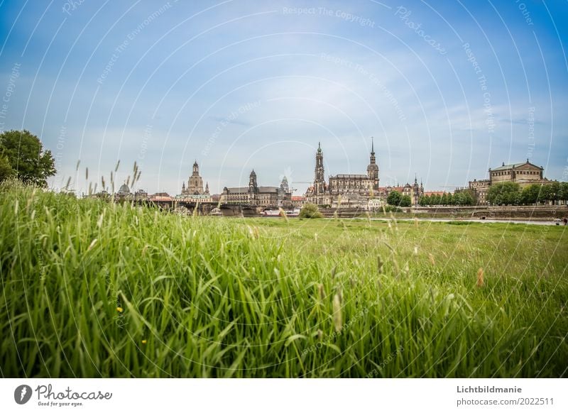 Dresden Elbwiese Tourismus Sightseeing Städtereise Architektur Kultur Natur Landschaft Pflanze Sommer Wiese Feld Flussufer Sachsen Stadt Hauptstadt Stadtrand