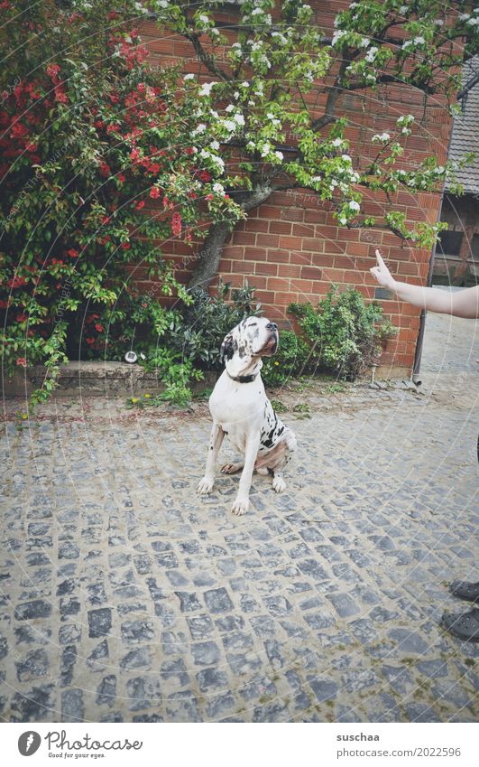 braves hündchen Haustier Hund Haushund Dogge mach sitz gehorsam abgerichtet Bauernhof Hof auf dem lande Tierliebe Hand Arme Finger Tiertraining