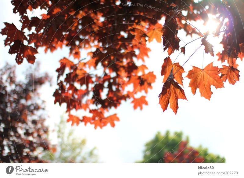 roter ahorn im gegenlicht Umwelt Natur Pflanze Himmel Frühling Schönes Wetter Baum Umweltschutz Ahorn Ahornzweig Farbfoto mehrfarbig Außenaufnahme Tag Licht