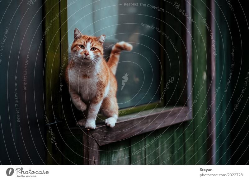 beste Straßenkatze in der Stadt Tier Katze 1 Coolness authentisch einfach einzigartig Stimmung Farbfoto Luftaufnahme Abend Licht Schatten Kontrast