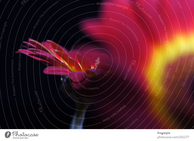 Gerbera Pflanze Blume Blüte Blühend Duft leuchten ästhetisch frisch gelb rot schwarz Farbe Farbfoto Nahaufnahme Hintergrund neutral Licht Schatten Kontrast