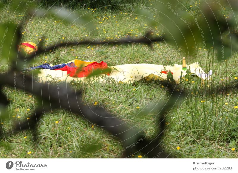 Einsames Picknick Umwelt Natur Landschaft Frühling Pflanze Baum Gras Garten Park Wiese Decke gelb rot Holz genießen Ferne natürlich Neugier grün Romantik