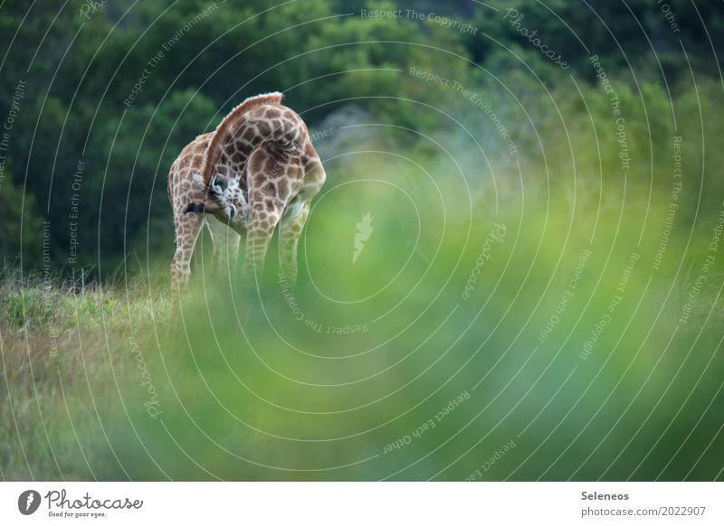 little one Ferien & Urlaub & Reisen Tourismus Ausflug Abenteuer Ferne Freiheit Safari Expedition Sommer Sommerurlaub Umwelt Natur Wiese Tier Wildtier Giraffe 1