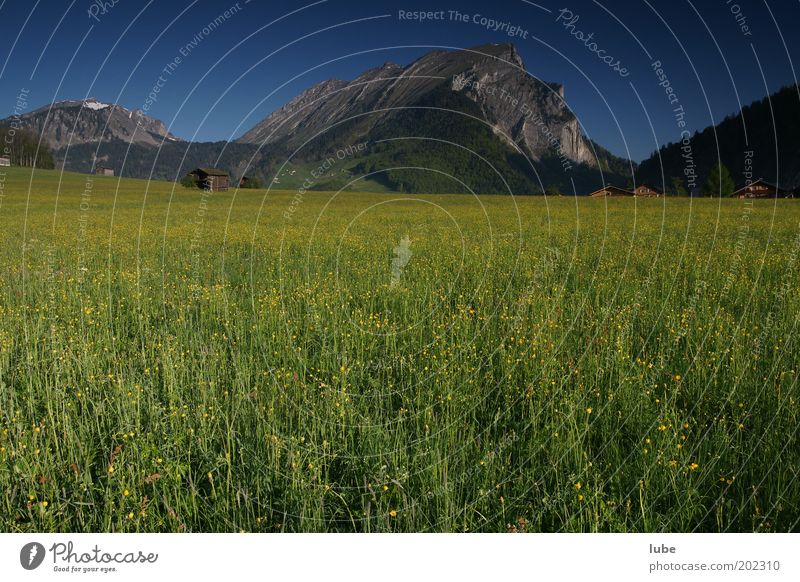 Frühlingswiese Umwelt Natur Landschaft Pflanze Tier Wolkenloser Himmel Klima Schönes Wetter Gras Wiese Feld Felsen Alpen Berge u. Gebirge Gipfel grün schön