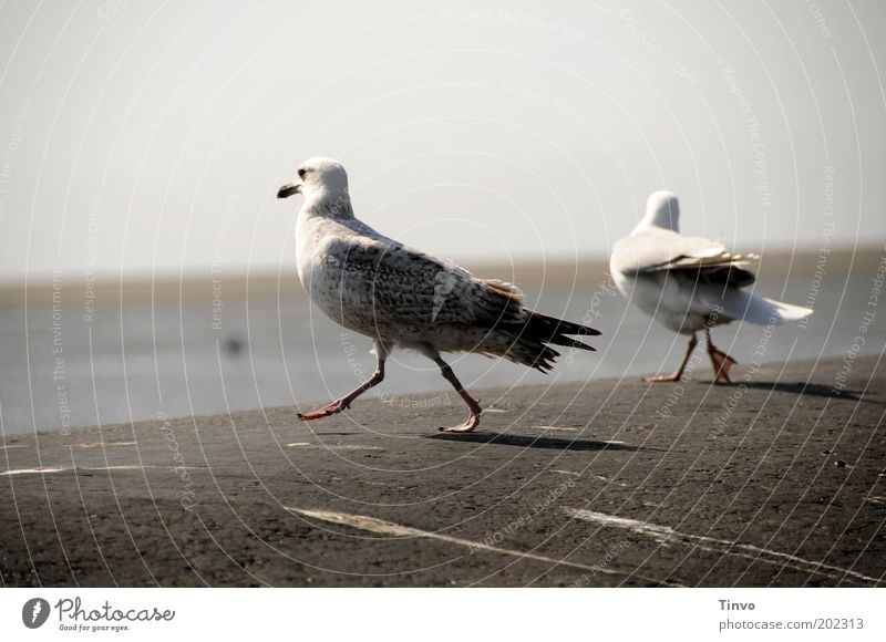 Baywatch Schönes Wetter Hügel Küste Strand Nordsee Wildtier Vogel 2 Tier laufen Blick Möwe Möwendreck lustig Tanzen stolzieren Farbfoto Gedeckte Farben