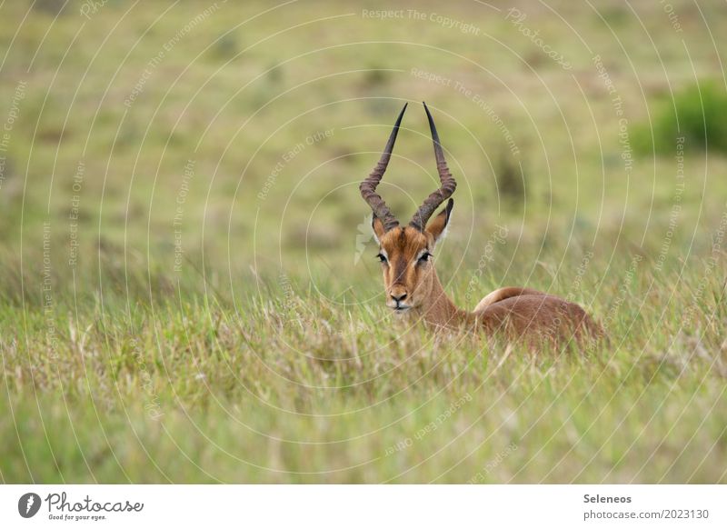 Päuschen Ferien & Urlaub & Reisen Tourismus Ausflug Abenteuer Ferne Safari Expedition Sommer Umwelt Natur Wiese Tier Wildtier Tiergesicht Paarhufer Antilopen