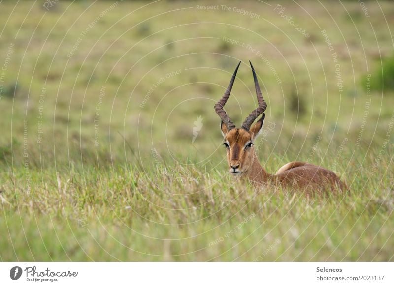 . Ferien & Urlaub & Reisen Tourismus Abenteuer Ferne Freiheit Safari Expedition Sommer Sommerurlaub Umwelt Natur Gras Tier Wildtier Tiergesicht Antilopen Horn 1