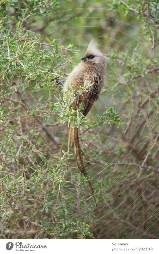 Mousebird Ausflug Ferne Freiheit Umwelt Natur Sträucher Garten Park Wald Tier Wildtier Vogel Tiergesicht 1 klein nah natürlich Birding Vogelbeobachtung Farbfoto