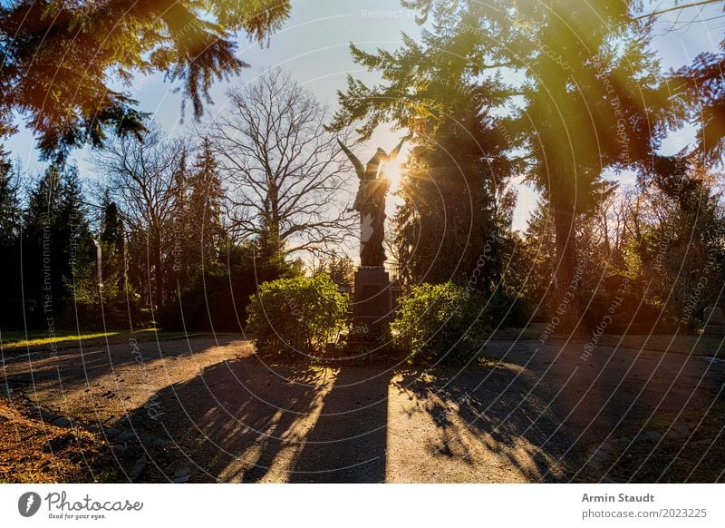 Engel im Gegenlicht Natur Landschaft Wolkenloser Himmel Sonne Sonnenaufgang Sonnenuntergang Frühling Pflanze Baum Park ästhetisch außergewöhnlich dunkel